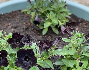Bloemen in de tuin van Huisje in Heijen, vakantieverblijf in Noord Limburg.