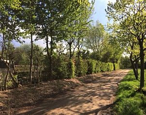 Zwanen in de nabijgelegen beek bij vakantiehuis L284, Beesel, Noord Limburg.