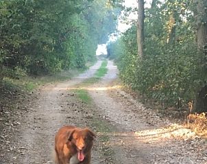 Unterkunft 384807 - Ferienhaus Noord Limburg - Vakantiehuis in Merselo