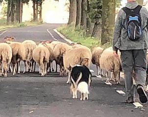 Unterkunft 384807 - Ferienhaus Noord Limburg - Vakantiehuis in Merselo