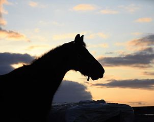 Prachtige zonsondergang met silhouet van een paard bij Huisje in Baexem, vakantiewoning in Limburg.