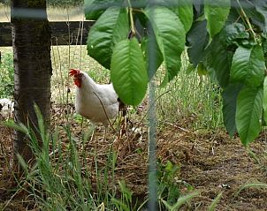 Rustieke omgeving met kippen bij Huisje in Baexem, vakantiehuis in Noord Limburg, omgeven door natuur.