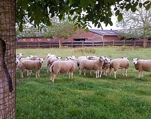 Verblijf 385606 - Vakantiewoning Noord Limburg - Huisje in Baexem