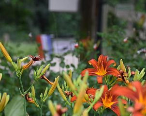 Verblijf 385606 - Vakantiewoning Noord Limburg - Huisje in Baexem
