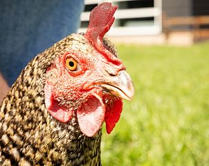 Kip in de tuin van Vakantiehuis in Baexem, Noord Limburg voor een boerderijgevoel.