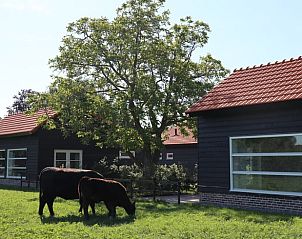 Koeien in de wei bij Vakantiehuis in Baexem, Noord Limburg voor een landelijke sfeer.