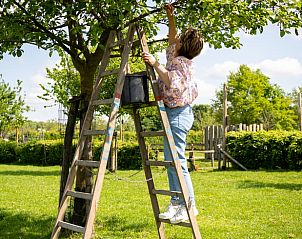Fruit plukken in de tuin van Vakantiehuis in Baexem, Noord Limburg voor verse oogst.