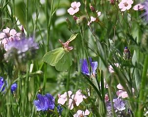 Bloemen en natuur rondom Vakantiehuisje in Baexem, Noord Limburg, kleurrijke omgeving.