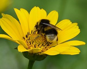 Hommel op gele bloem bij Vakantiehuisje in Baexem, Noord Limburg, genietend van de bloeiende natuur.