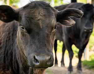 Guest house 385612 - Holiday property Noord Limburg - Vakantiehuis in Baexem -Leudal