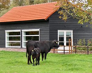 Guest house 385614 - Holiday property Noord Limburg - Huisje Met de kippen Op Stok/Sierkip