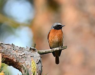 Guest house 385822 - Holiday property Noord Limburg - Vakantiehuisje in Heythuysen