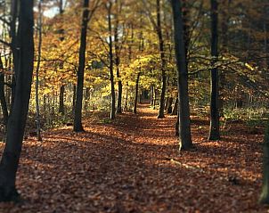 Herfstwandeling in de natuur nabij Vakantiehuisje in Heythuysen, Noord Limburg, Limburg.