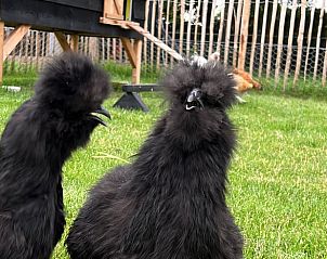 Schattige kippen bij Vakantiehuisje in Heythuysen, Noord Limburg, Limburg.