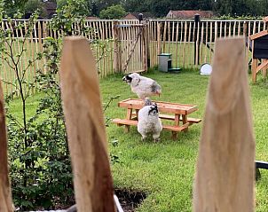 Schapen in de wei bij Vakantiehuisje in Heythuysen, Noord Limburg, Limburg.