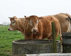Unterkunft 390205 - Ferienhaus Zuid Limburg - Vakantiehuis in Heijenrath