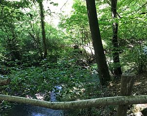 Bosrijke omgeving van Vakantiehuisje in Heijenrath, Zuid Limburg, met groene bomen en kabbelend beekje.