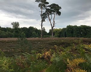 Uitgestrekte heidevelden nabij Vakantiehuisje in Heijenrath, Zuid Limburg, met hoge bomen en dramatische lucht.