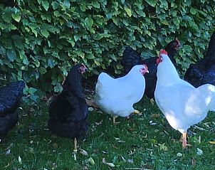 Unterkunft 390212 - Ferienhaus Zuid Limburg - Vakantiehuisje in Heijenrath