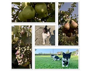 Unterkunft 390213 - Ferienhaus Zuid Limburg - Huisje in Heijenrath