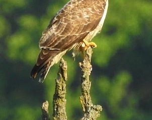 Vogel op tak bij Buitenverblijf 't Herfse, vakantiehuis in Epen, omgeven door natuur.