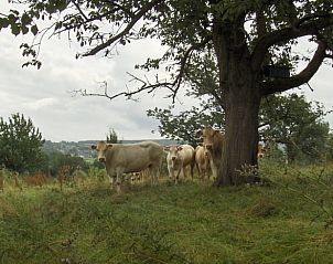 Guest house 390525 - Holiday property Zuid Limburg - Vakantiehuis in Mechelen