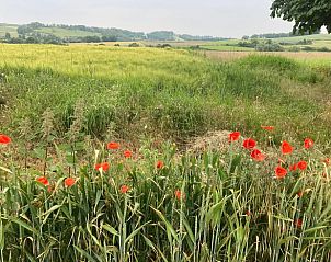 Bloeiende klaprozen in het landschap rond Vakantiehuisje in Wijlre, Zuid Limburg, een kleurrijk uitzicht.