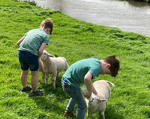 Kinderen spelen met schapen bij Vakantiehuis in Wijlre, Zuid Limburg.
