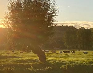 Schapen grazen bij zonsondergang in Wijlre, Zuid Limburg, nabij Vakantiehuis.