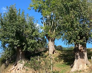 Bomen en natuur rondom Vakantiehuis in Wijlre, Zuid Limburg.