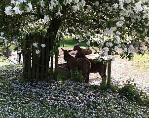 Ezel onder bloeiende boom bij Vakantiehuis in Wijlre, Zuid Limburg, serene landelijke sfeer.