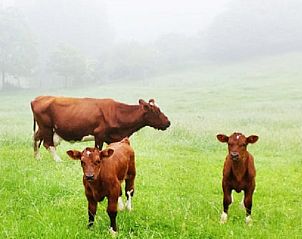 Koeien in mistige weide bij Vakantiehuis in Wijlre, Limburg, voor een serene landelijke ervaring.