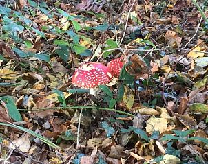 Herbstlaub und Pilze in der Nhe des Ferienhauses in Epen, Limburg.