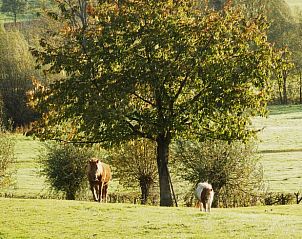 Ruhige Wiese mit weidenden Tieren am Haus in Epen, Ferienhaus in Sdlimburg.