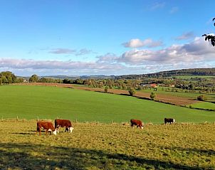 Grne Wiesen mit Khen rund um das Ferienhaus in Epen, Sdlimburg.