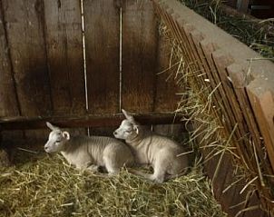 Schattige lammetjes in de stal bij Vakantiewoning 'in de Boomgaard' in Oud Roosteren, een landelijke ervaring in Limburg.
