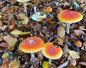 Ontdek de kleurrijke paddenstoelen in de bossen rond Huisje in Mook, een betoverend vakantiehuis in Zuid Limburg.