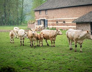 Boerderijleven bij vakantiehuis Wittem, Zuid Limburg, met grazende koeien in de wei.