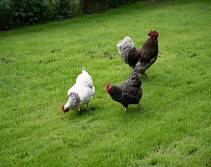 Kippen scharrelen in de tuin van vakantiehuis Wittem, Zuid Limburg, landelijke charme.