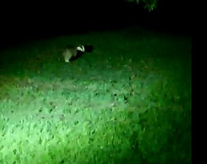 Nachtelijke natuur in de tuin van Vakantiehuisje in Wittem, Zuid Limburg.