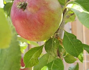 Unterkunft 396304 - Ferienhaus Zuid Limburg - Vakantiehuisje in Scheulder