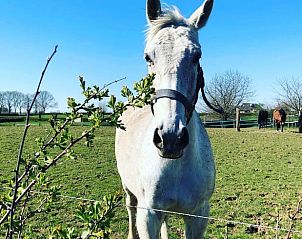 Unterkunft 396304 - Ferienhaus Zuid Limburg - Vakantiehuisje in Scheulder