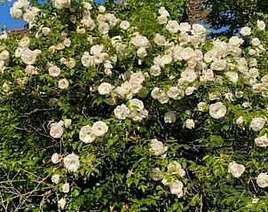 Bloeiende rozen in de tuin van Vakantiehuis in Beutenaken, Zuid Limburg, een oase van rust.