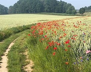 Prachtig uitzicht over de velden bij Vakantiehuis in Beutenaken, Zuid Limburg, met kleurrijke bloemen.