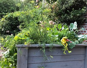 Bloemen en planten bij de ingang van Vakantiehuis in Beutenaken, Zuid Limburg, verwelkomen gasten.