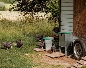 Kippen scharrelen rond bij Huisje in Wahlwiller, vakantiehuis in Zuid Limburg, met landelijke charme.