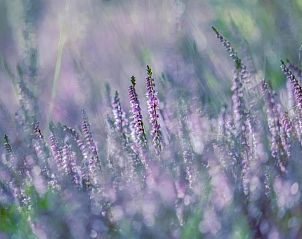 Verblijf 400421 - Vakantiewoning De Peel - Resort De Heihorsten 6