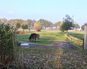 Uitzicht op weiland en dieren vanuit Vakantiehuisje in Aarle-Rixtel, Noord Brabant, voor natuurliefhebbers.
