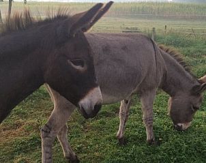 Ezels in de weide bij Vakantiehuisje in Aarle-Rixtel, De Peel, voor een landelijke ervaring.