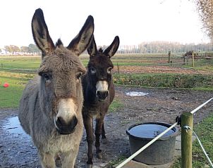 Schattige ezels bij Vakantiehuisje in Aarle-Rixtel, De Peel, voor een unieke vakantie-ervaring.